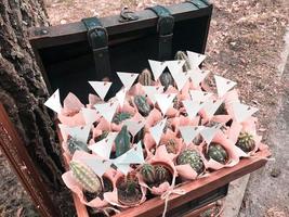 muchos cactus pequeños diferentes en hermosos envoltorios rosas en una caja de madera foto