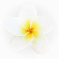 Isolated colorful naturalistic white plumeria with shadow vector