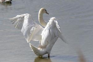 Cisne mudo cepilla su plumaje en la orilla a la luz de fondo foto