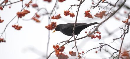 A blackbird sits on a branch with copyspace photo