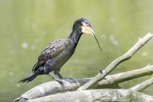 Cormorant sits on a branch and carries a branch in its beak photo