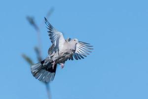 Flying wood pigeon with disheveled feathers and blue sky photo