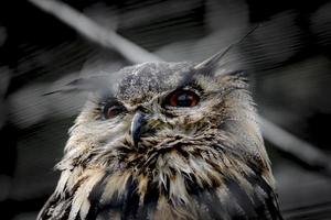 Soft drawn portrait of an old owl in front of dark background photo