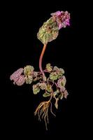Whole dead nettle with flowers leaves and roots photo