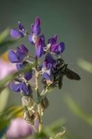 Carpenter bee at a purple lupins blossom isolated against blurred green background