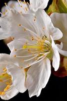 Foto de una flor de cerezo con estambres y pétalos