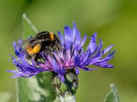 Cornflower with bumblebee in front of green blurred background