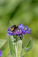 Cornflower with bumblebee in front of green blurred background