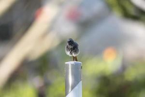 Fluffed up redstart sits on a metal post against a blurred background with copy space photo