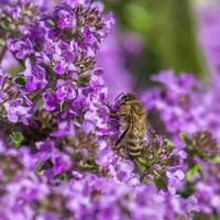 La abeja se asienta sobre una flor de tomillo entre muchas flores borrosas foto