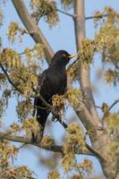 Blackbird male sits fluffed on a tree with young shoots