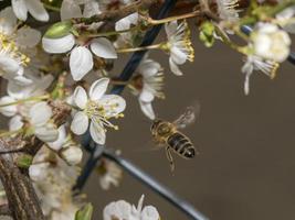 la abeja en la primavera está volando a una flor de mirabel foto