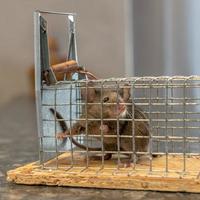 Little mouse sits trapped in a wire trap against blurred background photo