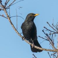 Blackbird male sits on a tree with young shoots photo