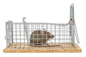 Little mouse sits trapped in a wire trap against blurred background photo