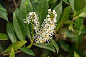 Macro shot of a blossom of the cherry laurel Laurocerasus photo