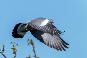 Flying wood pigeon with disheveled feathers and blue sky photo