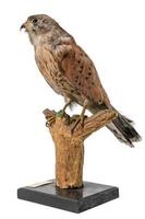 stuffed kestrel sitting on a branch isolated on white