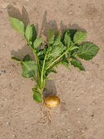 Complete young potato plant with tuber and leaves on brown earth photo