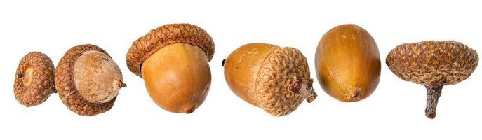 acorn nuts as a border against a white background photo
