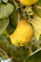 Ripe quince hangs in a sunlit tree with blurred background photo