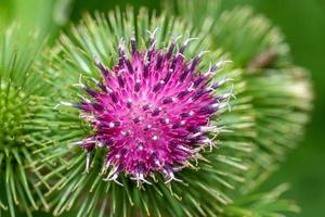 Bud of a Banater globular thistle in front of green background photo