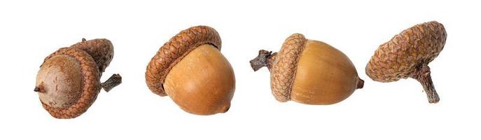 acorn nuts as a border against a white background photo