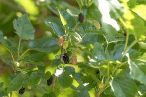 Mulberries in different maturity levels hang on the branches photo