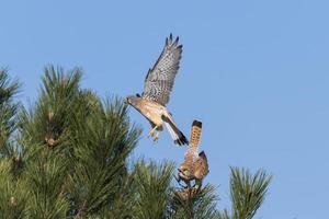 Kestrel couple on a pine while mating photo