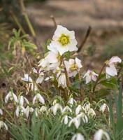 Blooming snow rose or Christmas rose grows between snowdrops photo
