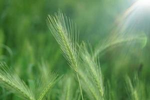 green plants in the nature in spring season green background photo