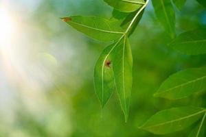 green tree leaves in the nature in spring season green background photo