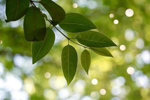 green tree leaves in the nature in spring season green background photo