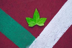 green tree leaf on the red ground in spring season photo