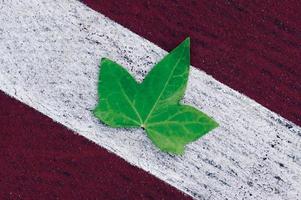 green tree leaf on the red ground in spring season photo