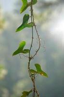 planta verde en la naturaleza en primavera foto