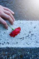 hand with a beautiful red rose flower for valentines day photo