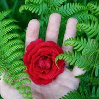 mano con una hermosa flor rosa roja para el día de san valentín foto