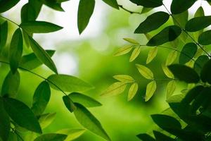 green tree leaves in springtime green background photo