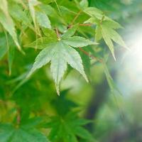 green tree leaves in springtime green background photo