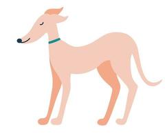 Greyhound dog English dog Greyhounds characters Beautiful graceful dog stands Flat Vector illustration