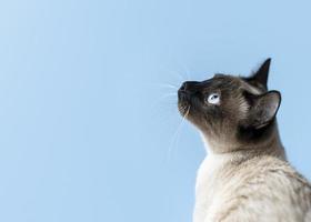 Adorable kitty with monochrome wall behind her photo