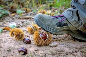 Step on a ripe open chestnut with a sneaker and copyspace photo