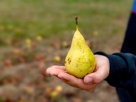 Ripe yellow pear stands upright in the hand of a child in front of blurred background photo