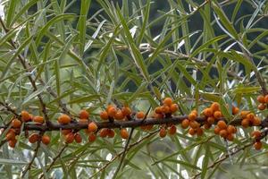 Ripe sea buckthorn berries hang tightly bunched on a branch photo