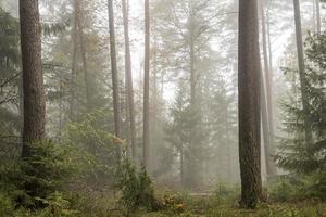 bosque en la niebla con pinos árboles de hoja caduca y abetos suelo cubierto de musgo y helechos