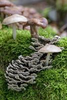 Various toadstools grow on an old tree trunk in the moss photo