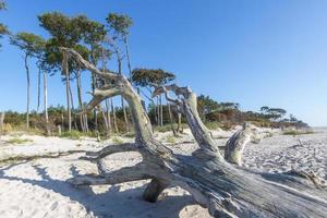 Old tree trunk lies on a sandy beach with dunes and cloudy sky photo