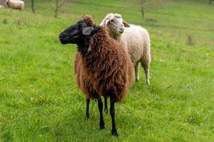 A brown sheep stands in a meadow in front of other sheep photo