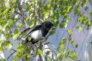 Magpie without tail feathers sits in a birch with fresh green leaves photo